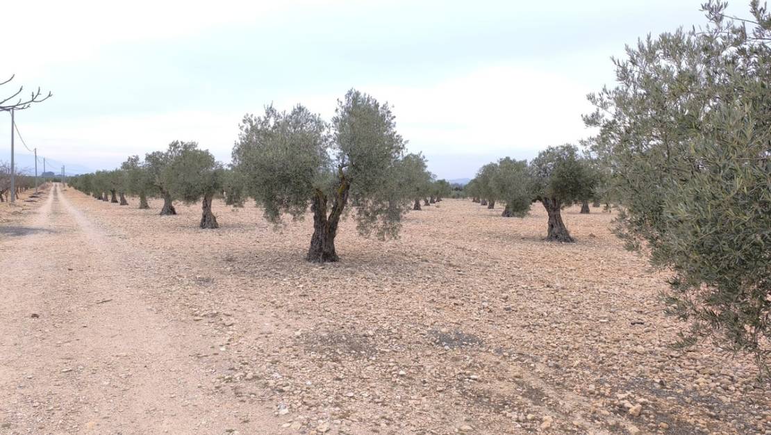 Venta - Land - Yecla - Yecla Centro