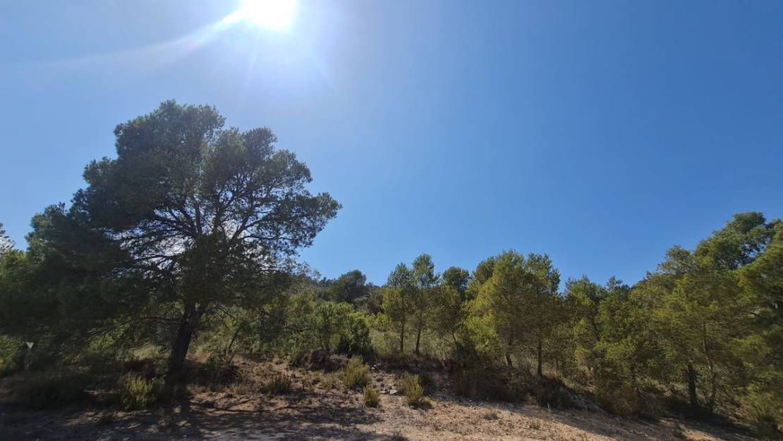 Venta - Land - Yecla - Yecla Centro