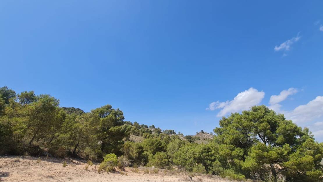 Venta - Land - Yecla - Yecla Centro