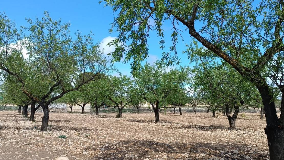 Venta - Land - Yecla - Yecla Centro