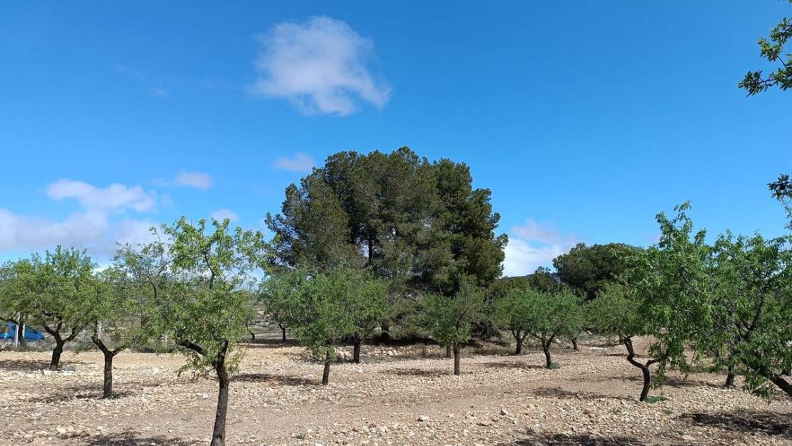 Venta - Land - Yecla - Yecla Centro