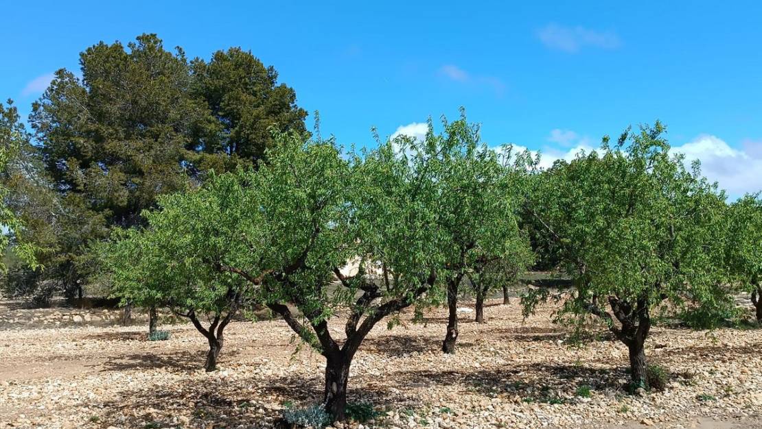 Venta - Land - Yecla - Yecla Centro
