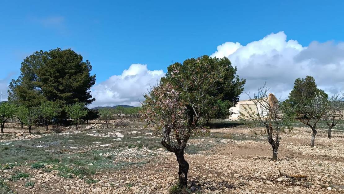 Venta - Land - Yecla - Yecla Centro