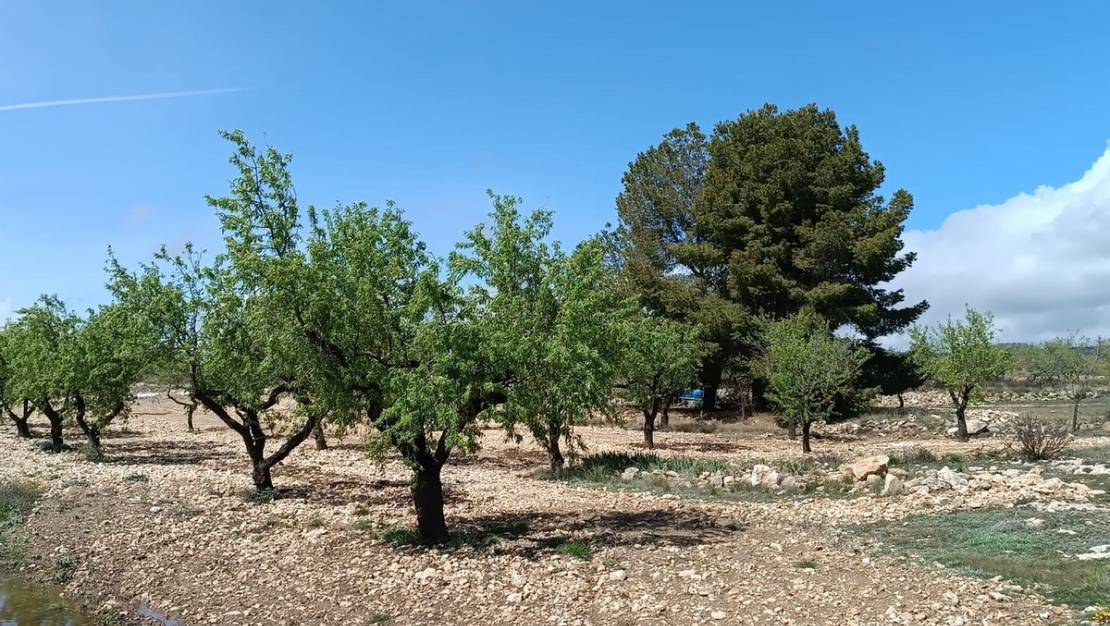 Venta - Land - Yecla - Yecla Centro