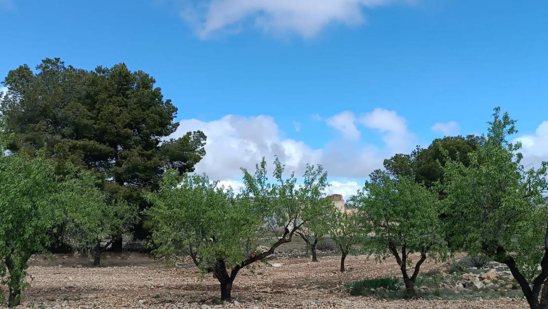 Venta - Land - Yecla - Yecla Centro