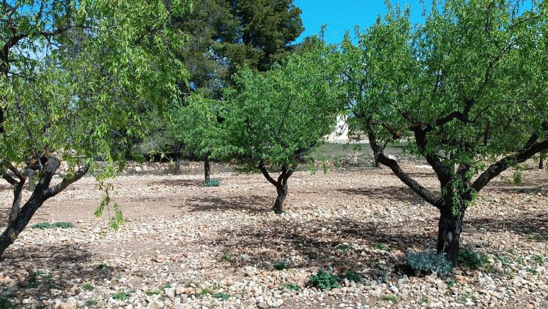 Venta - Land - Yecla - Yecla Centro