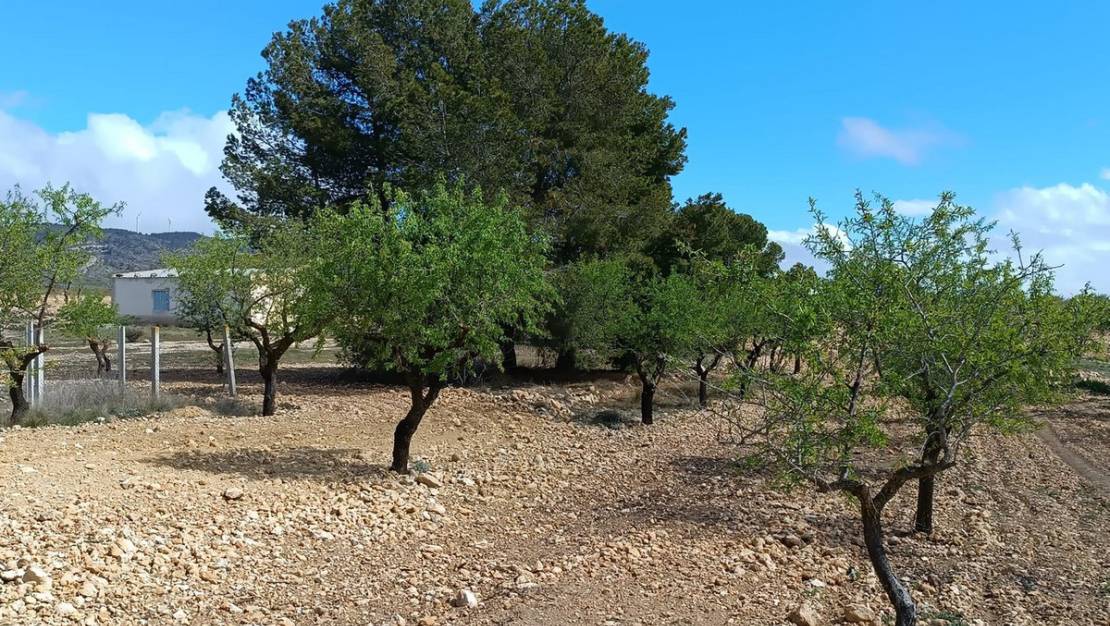 Venta - Land - Yecla - Yecla Centro