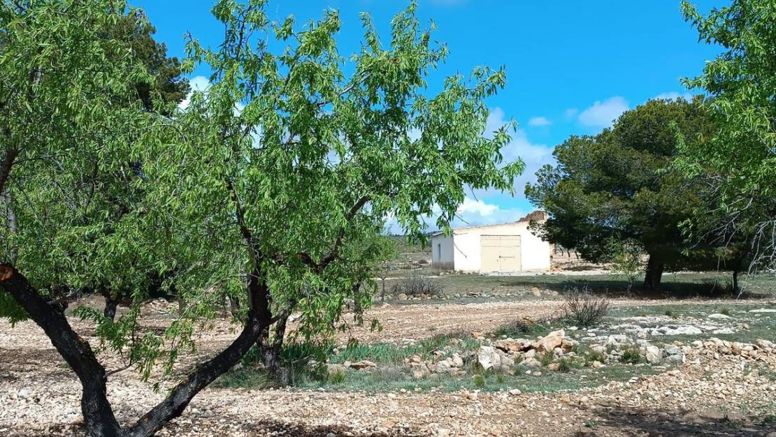 Venta - Land - Yecla - Yecla Centro