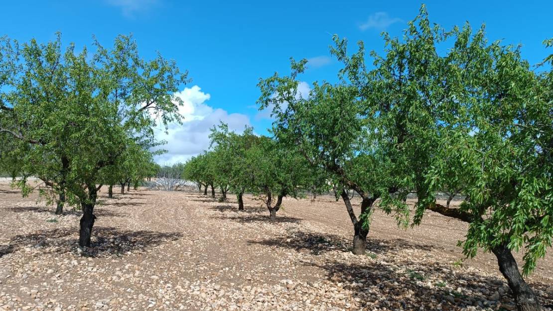 Venta - Land - Yecla - Yecla Centro
