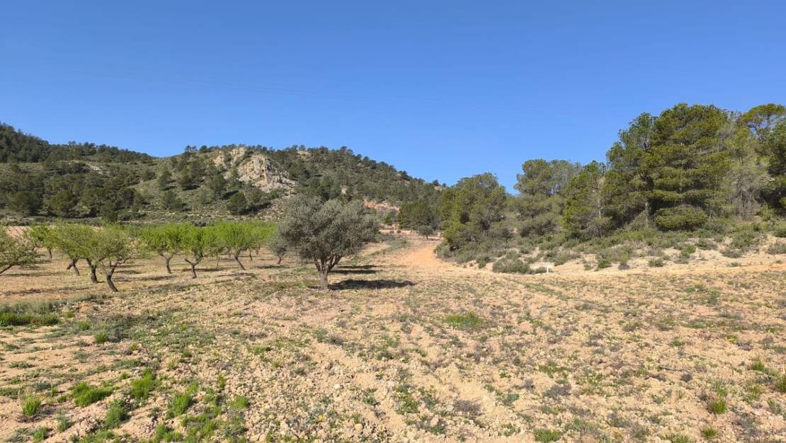 Venta - Land - Yecla - Yecla Centro