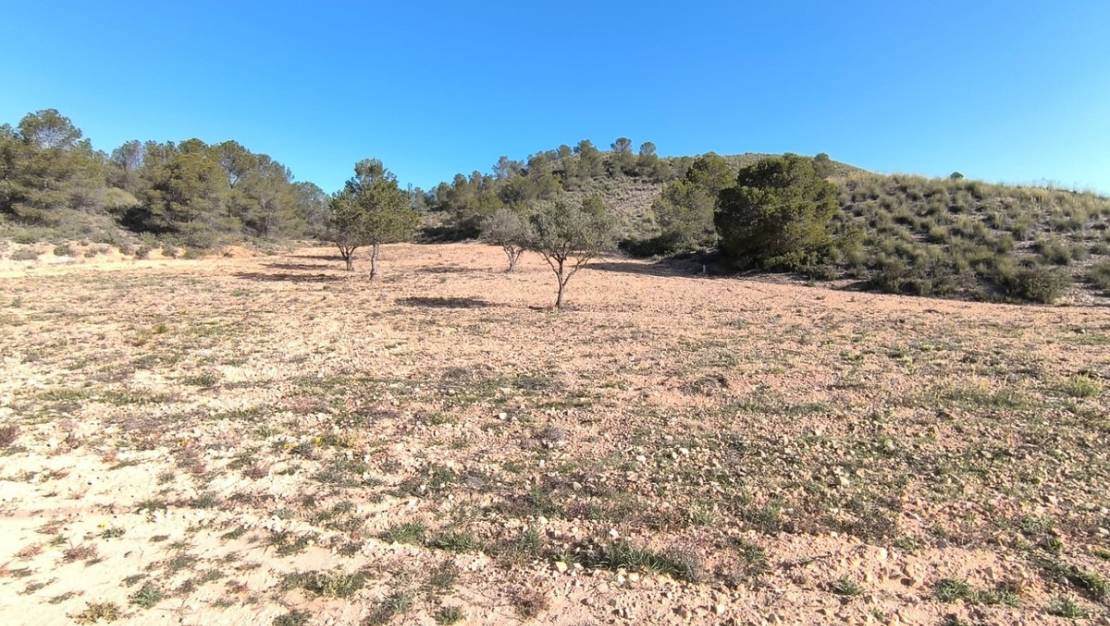 Venta - Land - Yecla - Yecla Centro