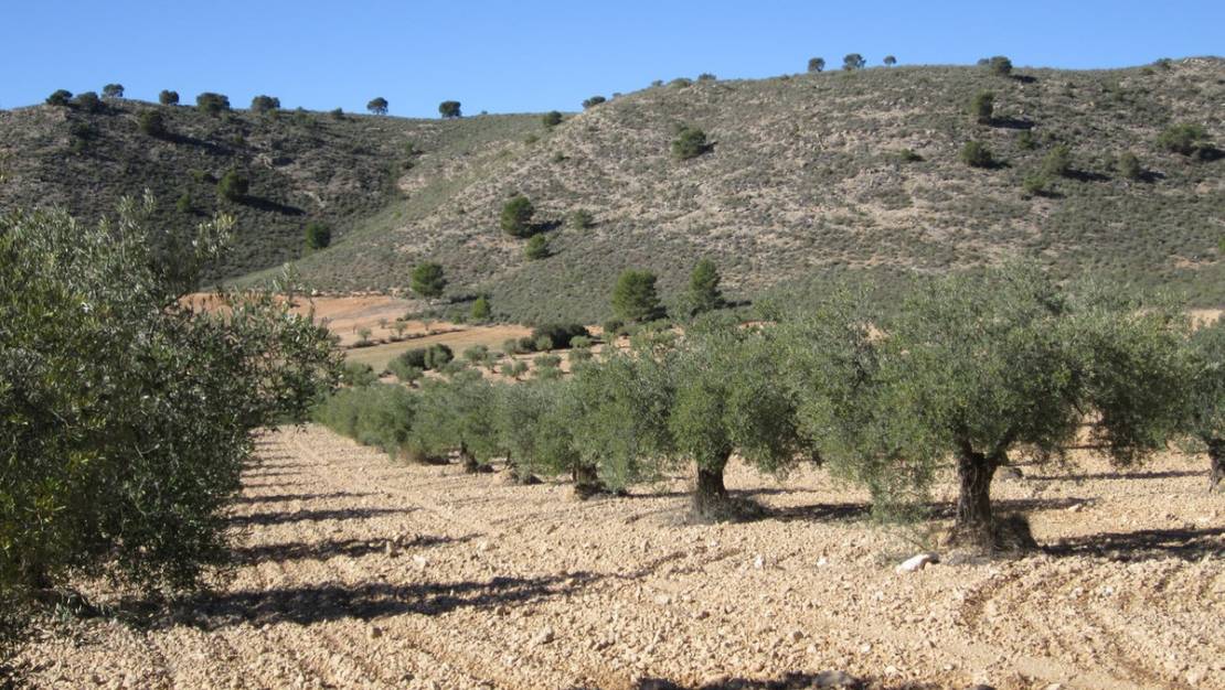 Venta - Land - Yecla - Yecla Centro