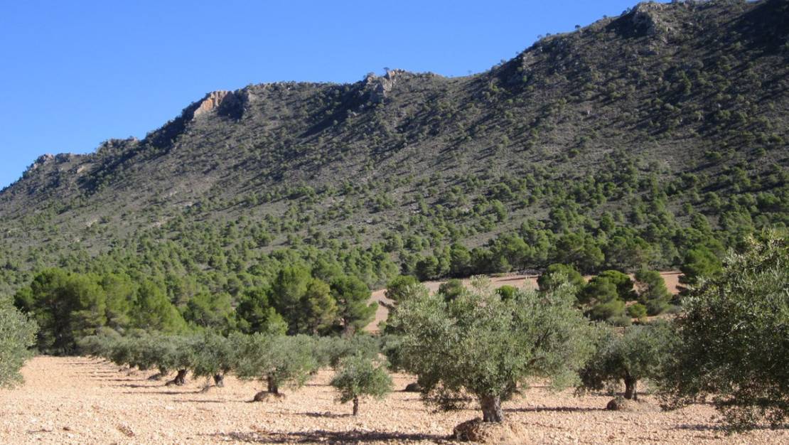 Venta - Land - Yecla - Yecla Centro