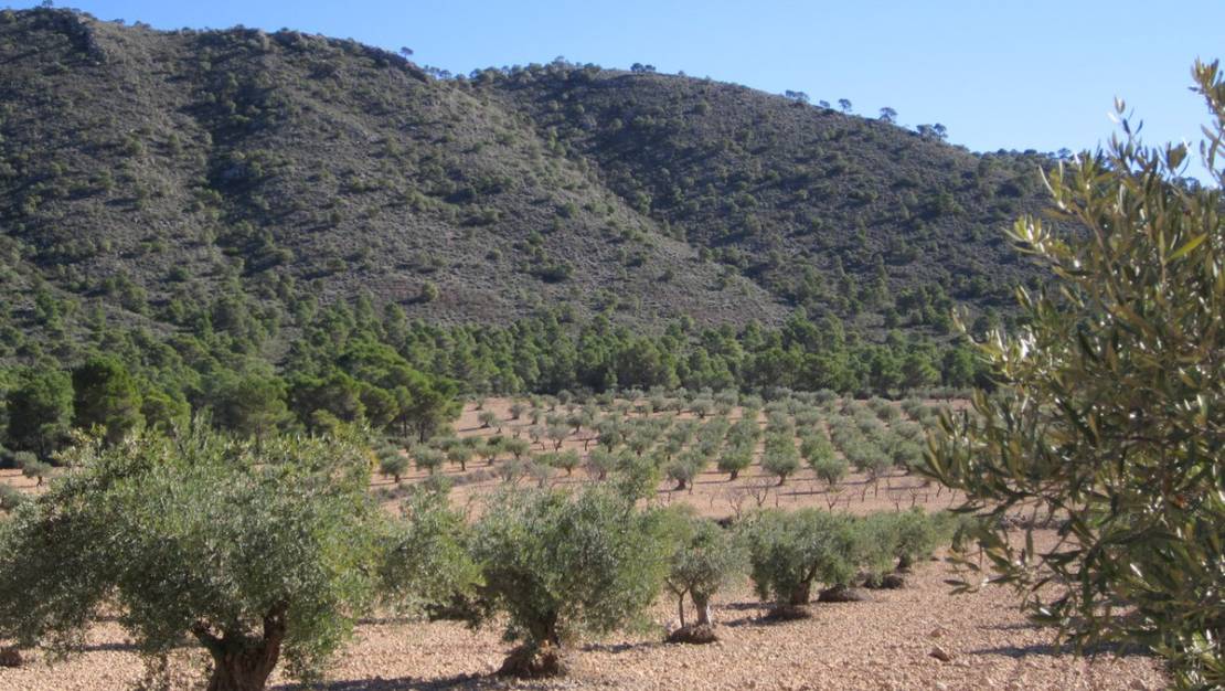 Venta - Land - Yecla - Yecla Centro