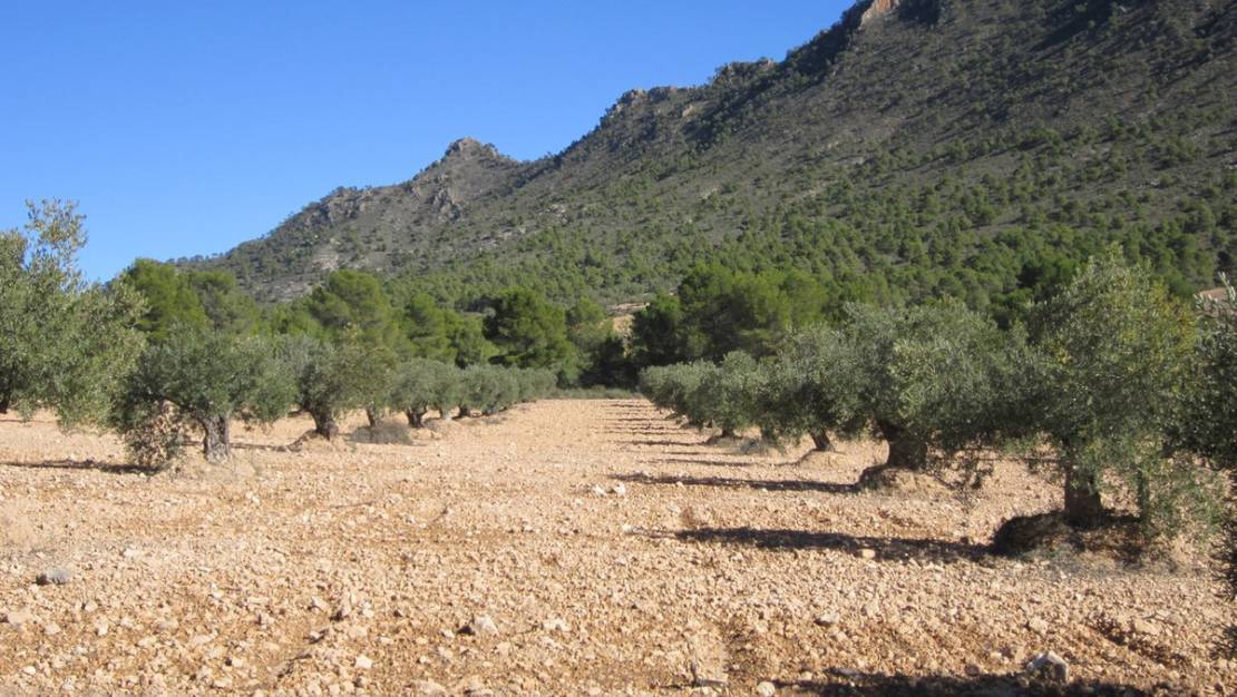 Venta - Land - Yecla - Yecla Centro