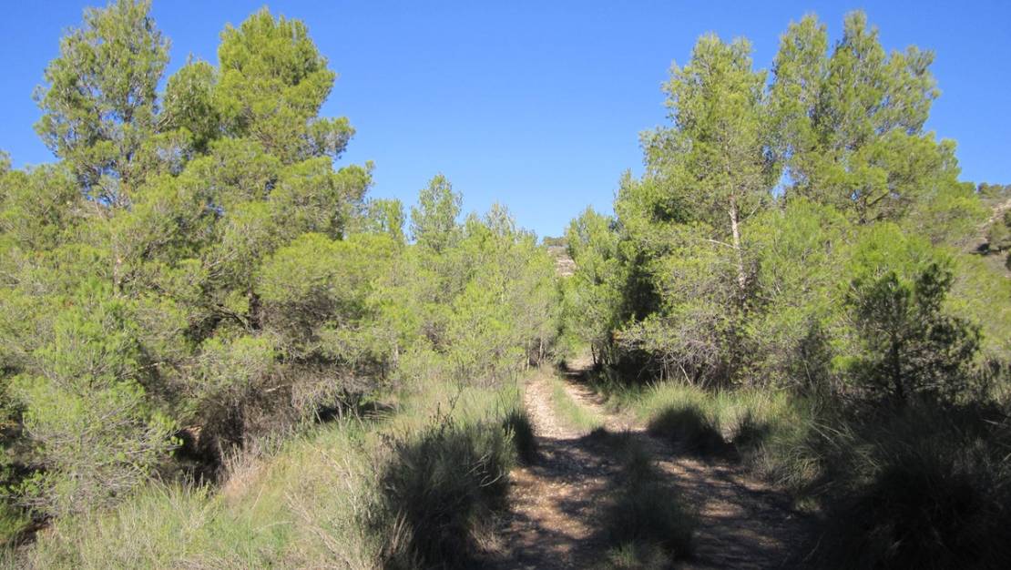 Venta - Land - Yecla - Yecla Centro