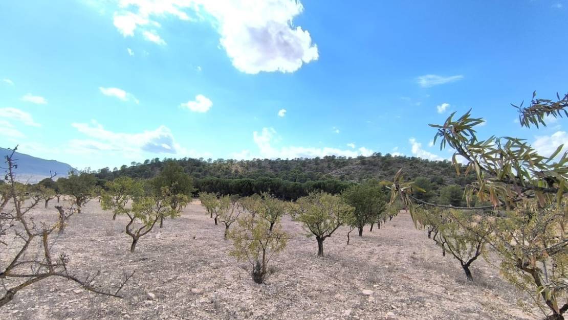 Venta - Land - Yecla - Yecla Centro