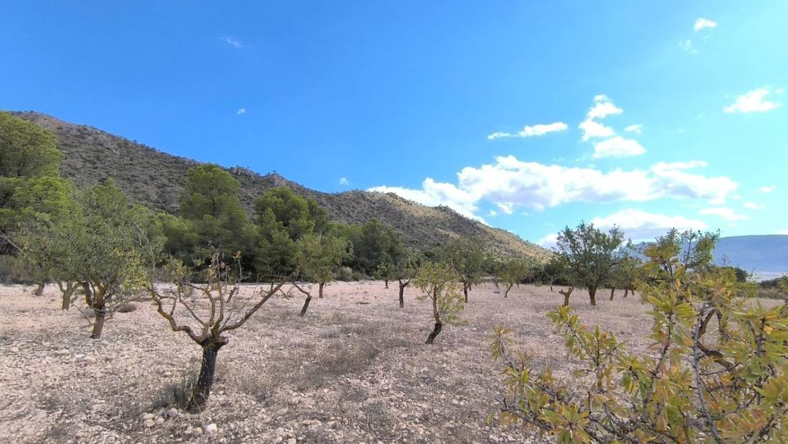 Venta - Land - Yecla - Yecla Centro