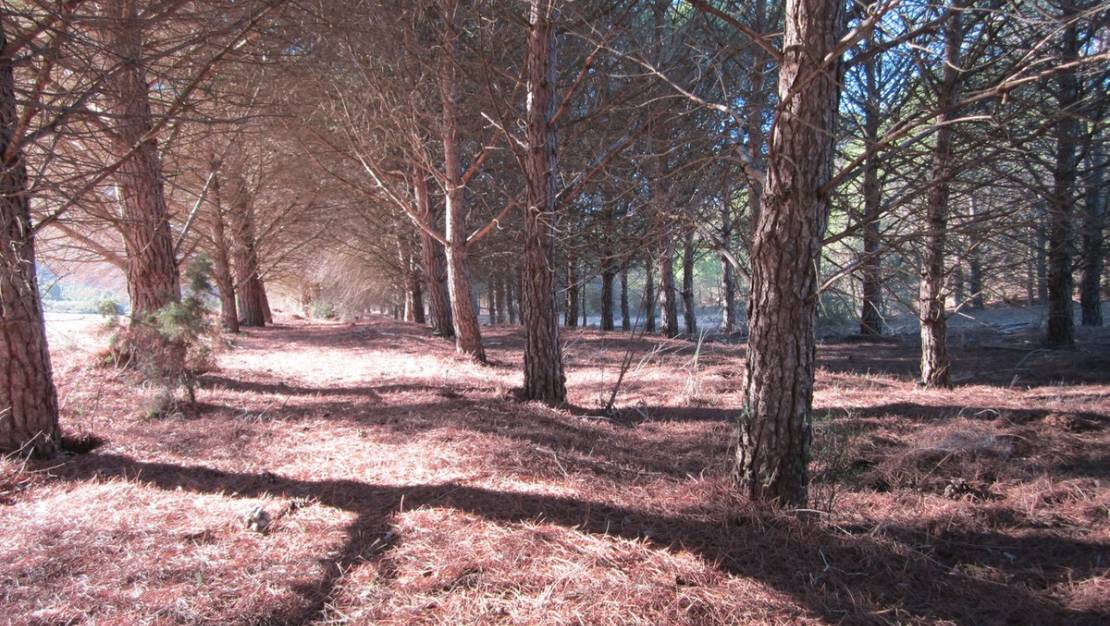 Venta - Land - Yecla - Yecla Centro