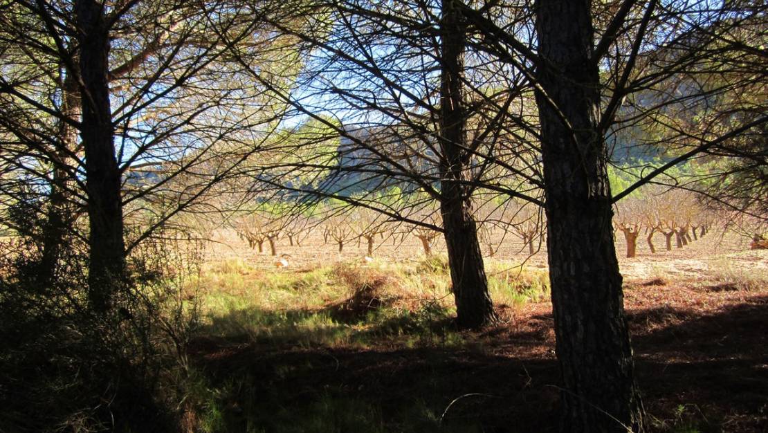 Venta - Land - Yecla - Yecla Centro