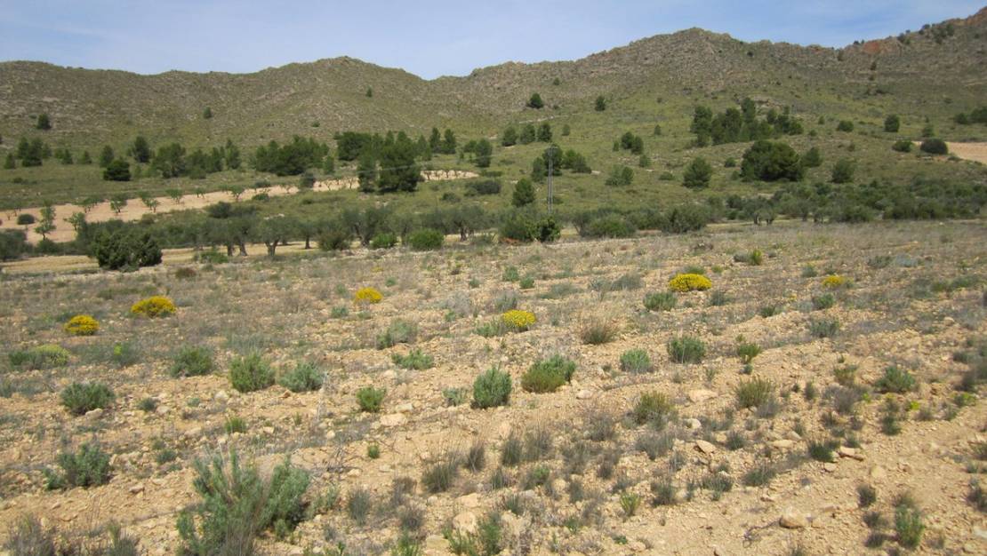 Venta - Land - Yecla - Yecla Centro