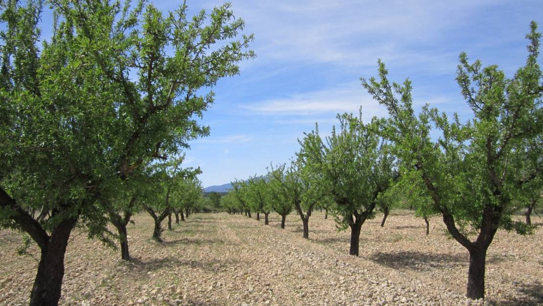 Venta - Land - Yecla - Yecla Centro