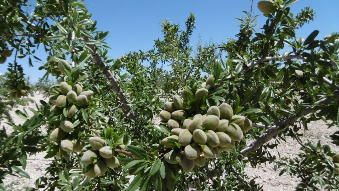 Venta - Land - Yecla - Yecla Centro
