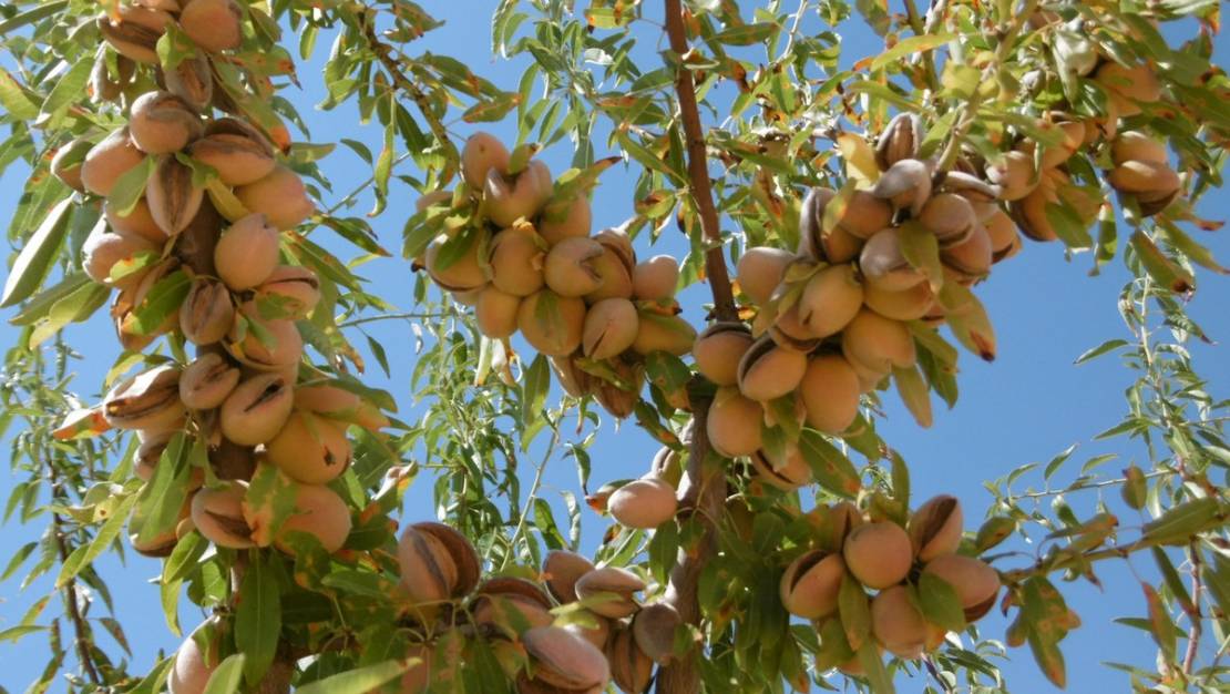 Venta - Land - Yecla - Yecla Centro