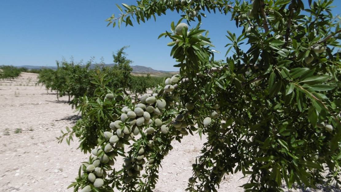 Venta - Land - Yecla - Yecla Centro