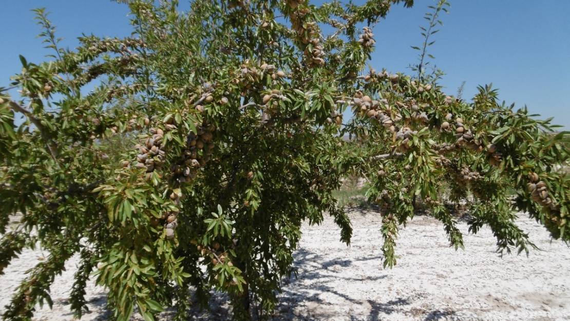 Venta - Land - Yecla - Yecla Centro