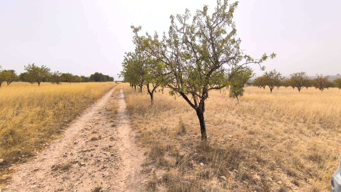 Venta - Land - Yecla - Yecla Centro