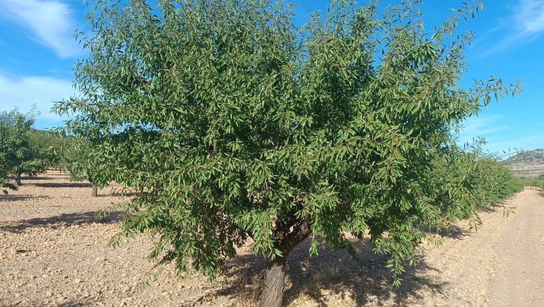 Venta - Land - Yecla - Yecla Centro