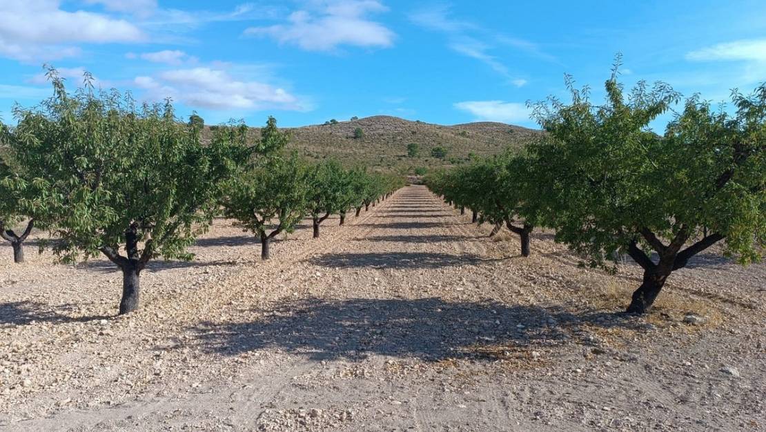 Venta - Land - Yecla - Yecla Centro