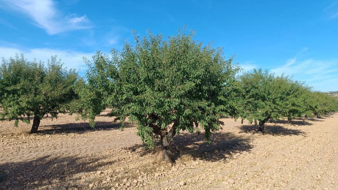 Venta - Land - Yecla - Yecla Centro