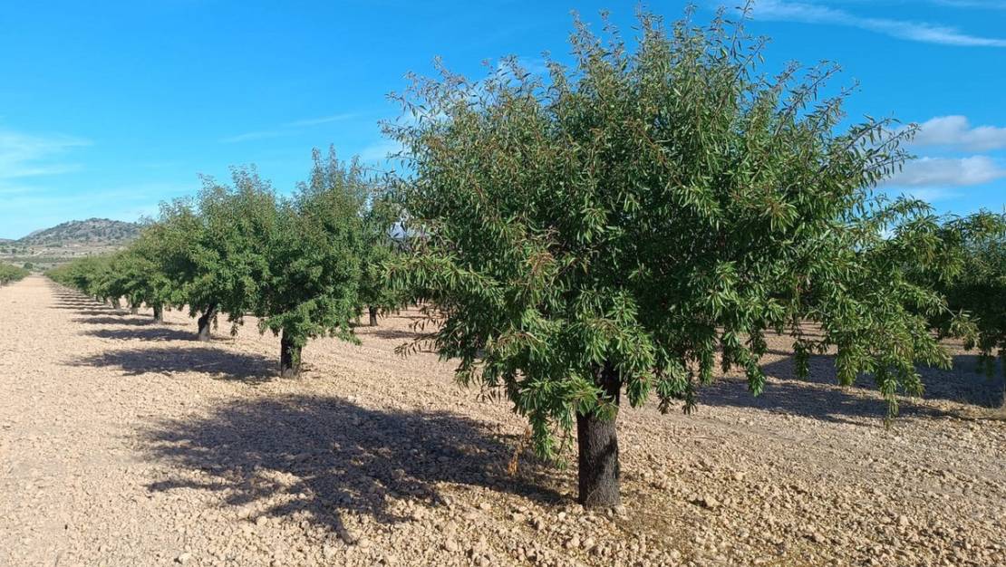 Venta - Land - Yecla - Yecla Centro