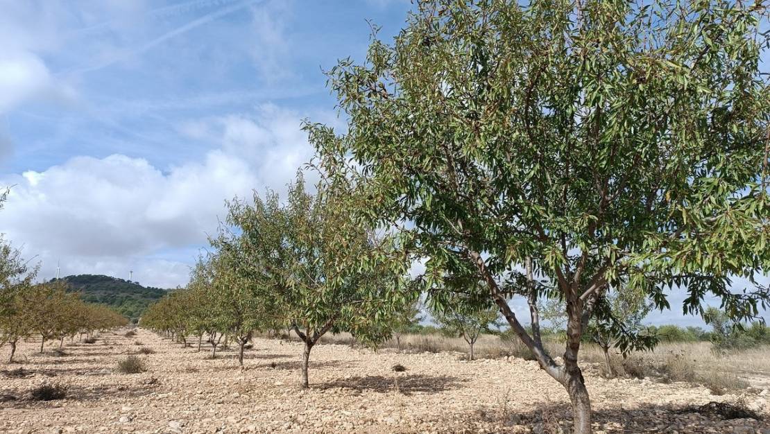 Venta - Land - Yecla - Yecla Centro