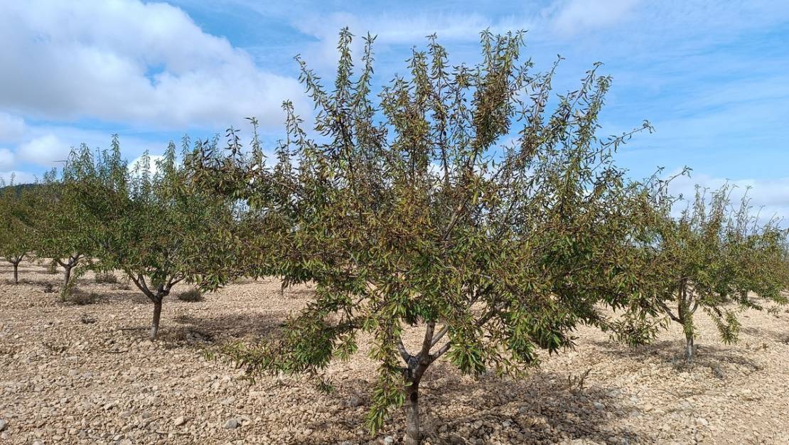 Venta - Land - Yecla - Yecla Centro
