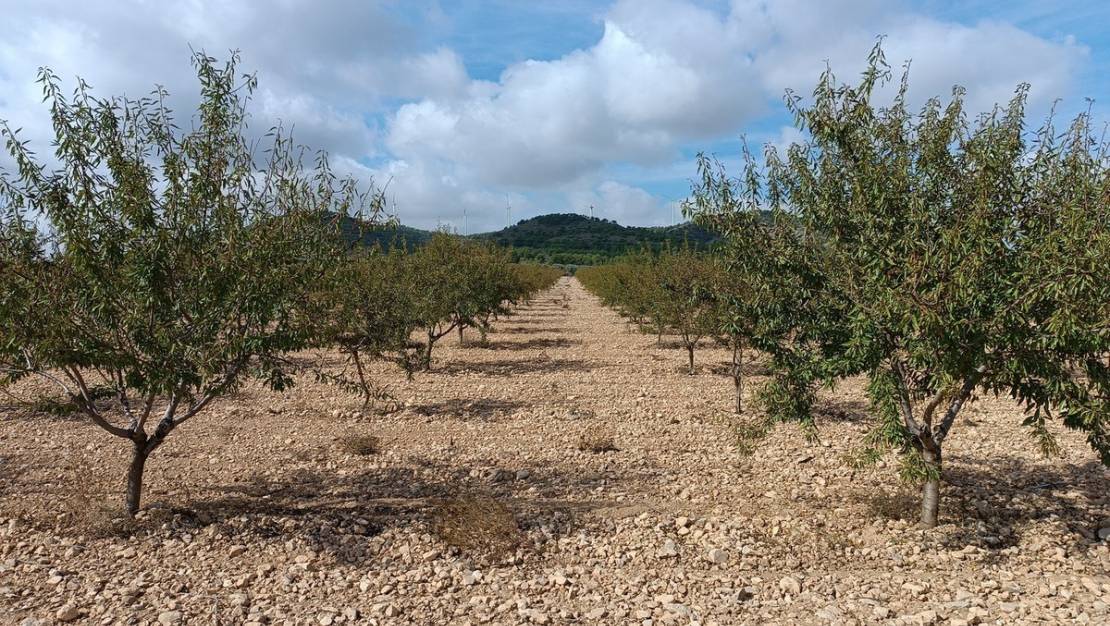 Venta - Land - Yecla - Yecla Centro