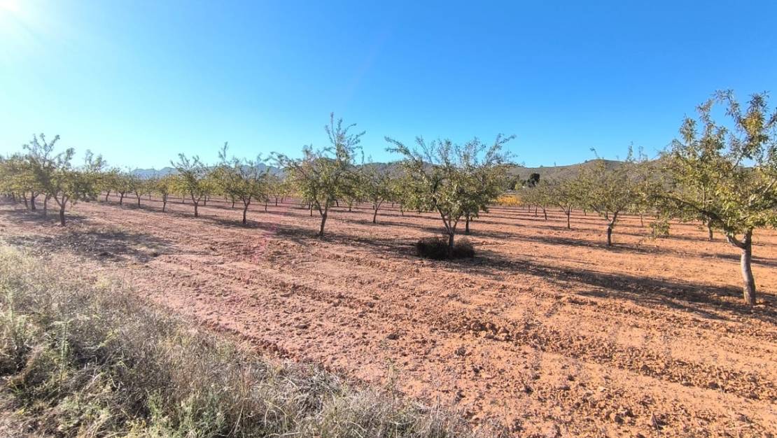 Venta - Land - Yecla - Yecla Centro