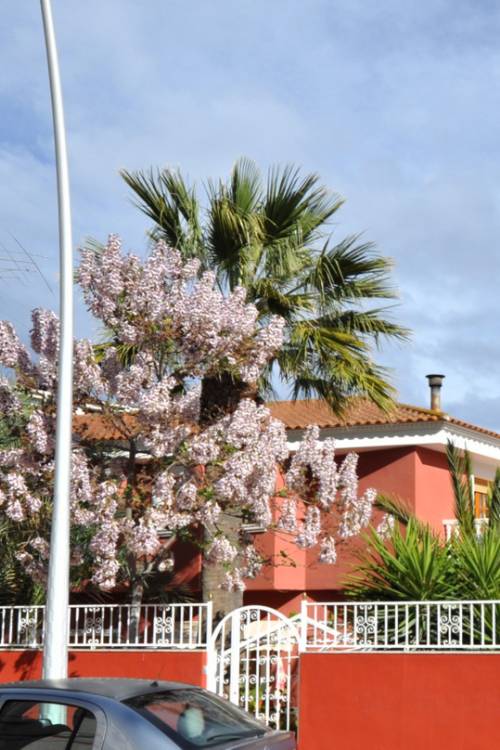 Villa - Sale - Sax - Sax Centro